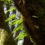 forest ferns and moss - photo by Maria Nightingale
