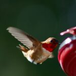 Rufus hummingbird, photo by Maria Nightingale